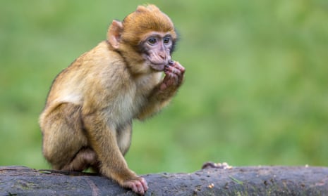 Report reveal that there have been six cases of Burkholderia pseudomallei identified in primates imported from Cambodia to the US.