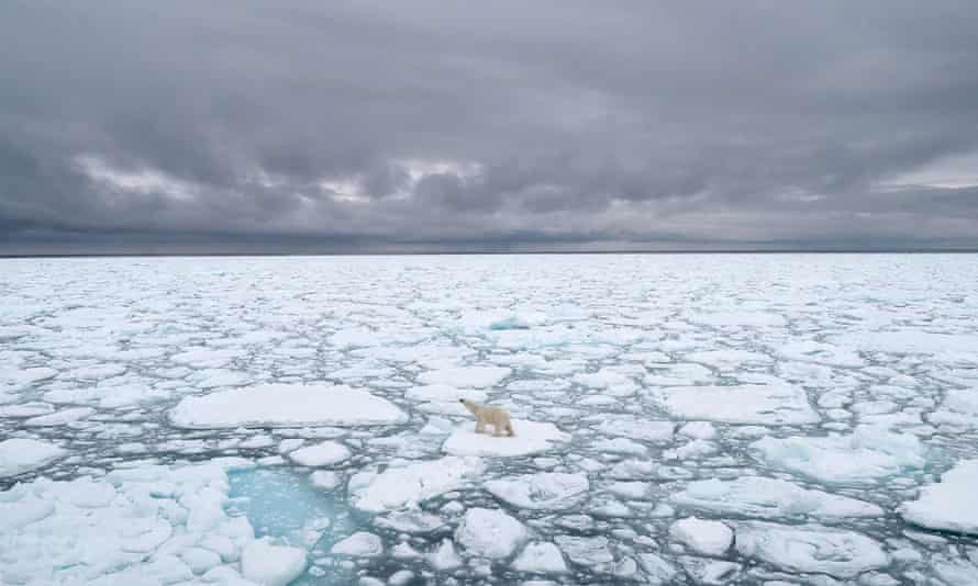 a polar bear on melting ice