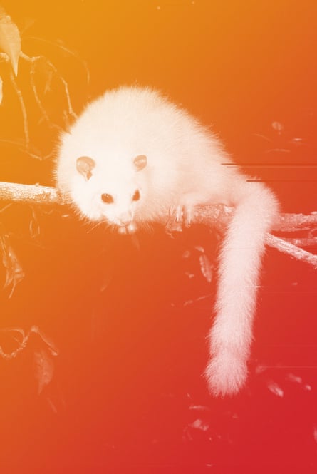 The rare white lemuroid ringtail possum is being dubbed the new polar bear of climate change.