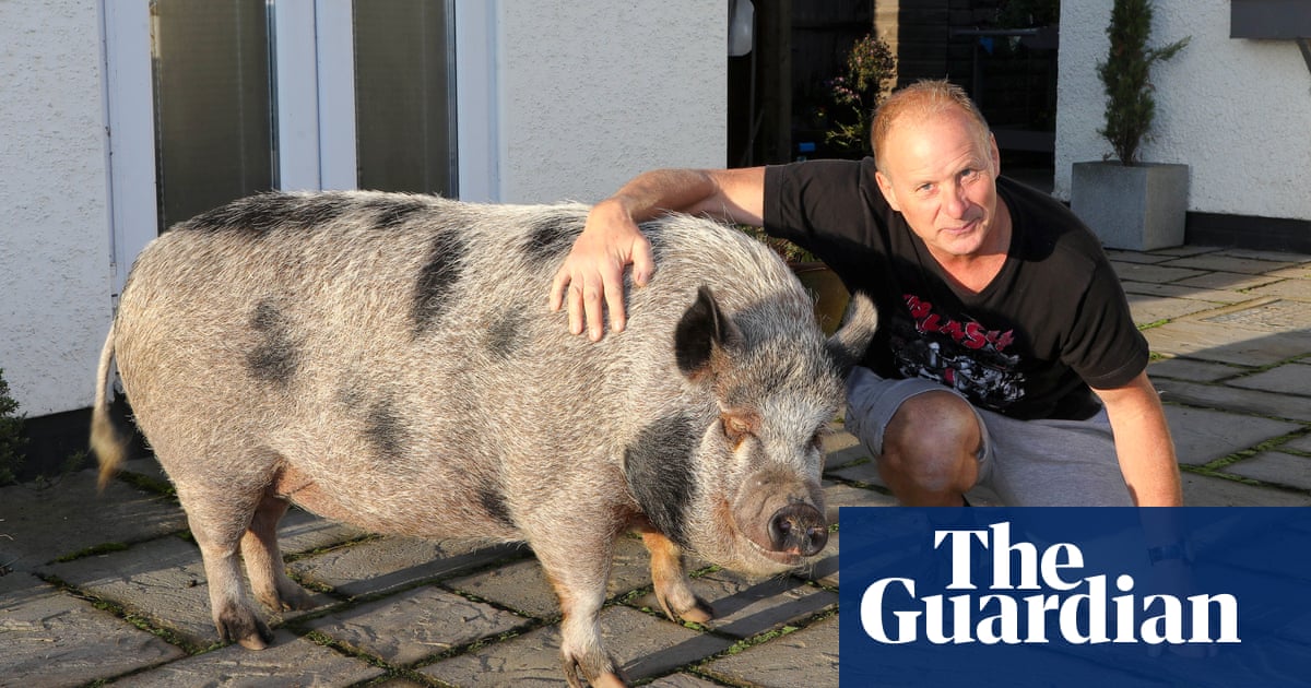 Big porkie: why do we keep falling for the myth of the micro pig?