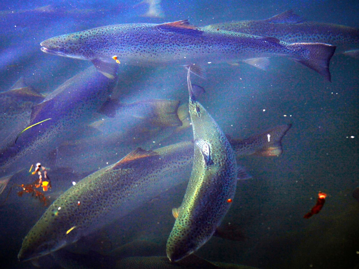 Tasmanian Salmon Should Be Off The Menu For Now Says Conservation Group Environment The Guardian Tasmanian Salmon Should Be Off The Menu For Now Says Conservation Group Environment The Guardian