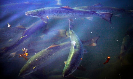 Tasmanian salmon swimming in a pond during a daily inspection of the nets at a farm owned by Huon Aquaculture Group
