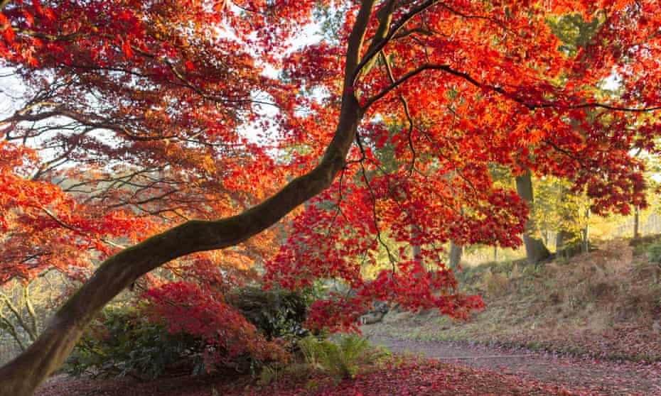 A splash of red at Winkworth Arboretum in Surrey in early autumn.