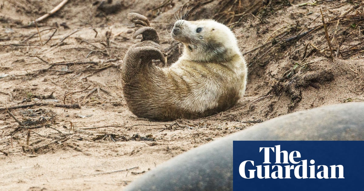‘It is phenomenal’: Farne Islands seal numbers expected to reach new high