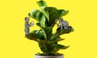 Weak growth, crispy tips and stippled leaves: how to detect a houseplant in trouble