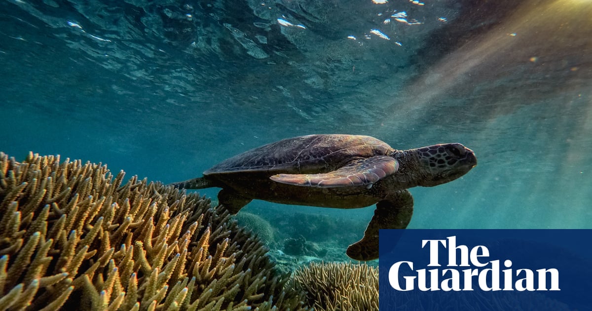 Most young green and loggerhead turtles in Queensland waters have eaten plastic, research finds
