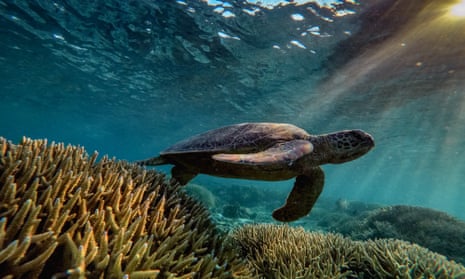 A green sea turtle swims at the Great Barrier Reef