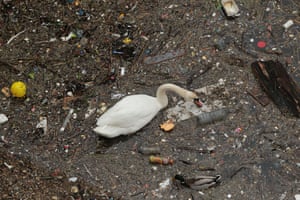 A swan and a mallard duck swim among rubbish in the river Thames in Limehouse, London.