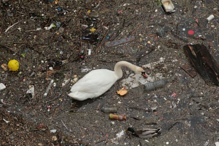 A swan among rubbish and pollution in the River Thames in east London