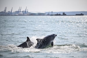Dolphins swim off the port of Le Havre, Normandy