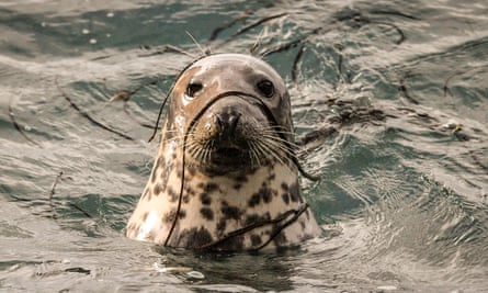 Seal pups at Martin’s Haven in the Marloes peninsula.