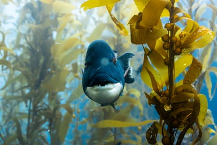 A sheepshead wrasse in a kelp forest in California.