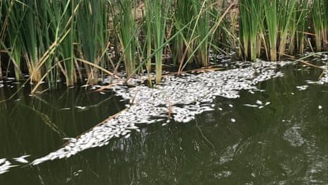 More dead fish surface on the Darling River at Menindee – video