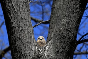 Uma coruja horned bebê é vista empoleirada em uma árvore em Cockeysville, Maryland, EUA.