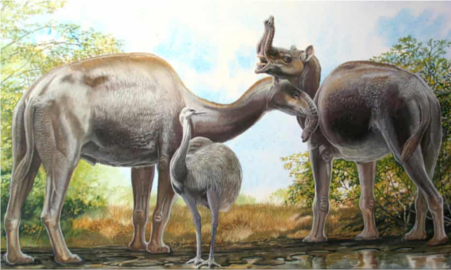 An artist’s rendering shows the South American native ungulate Macrauchenia patachonica which had a number of remarkable adaptations, including the positioning of its nostrils high on its head. Researchers say they have now understood the beast’s origins.