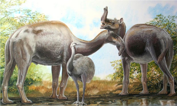 Mystery Of Darwin S Strange South American Mammals Solved Evolution The Guardian Mystery Of Darwin S Strange South American Mammals Solved Evolution The Guardian