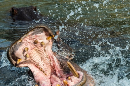 A common hippo with its mouth wide open in a river