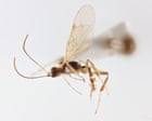 Tiny parasitic wasp named after David Attenborough for his 100th birthday