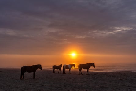 Four horses at sunrise