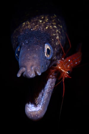 A small prawn cleaning  a Mediterranean moray eel