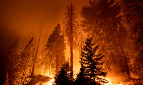 Giant sequoia trees burn in California in September  2021 after years of drought.