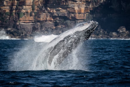 Whale breeching