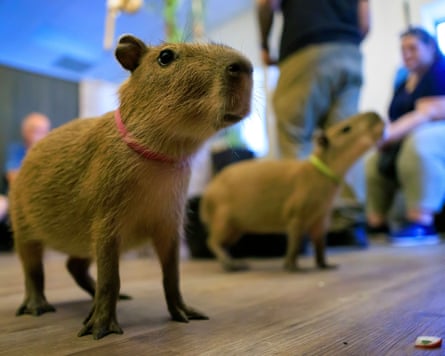 Two capybaras wearing coloured collars stand on a wooden floor, while seated people can be seen in the background.