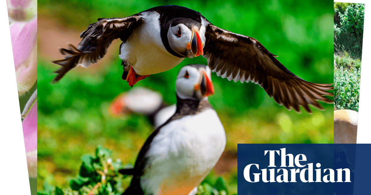 Week in wildlife: an orphaned sloth bear, swimming hippos and cheeky New Forest donkeys