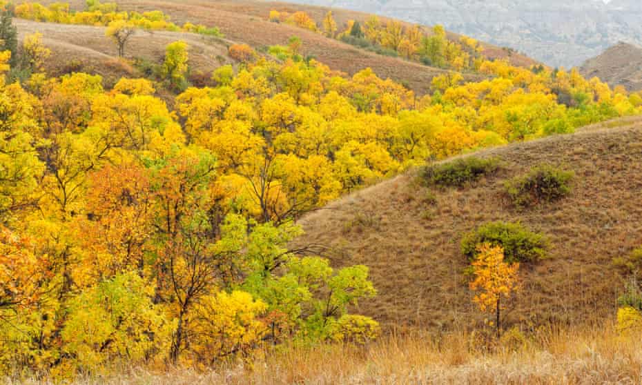 Green ash trees in Theodore Roosevelt national park