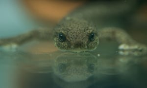 Catalan newt
