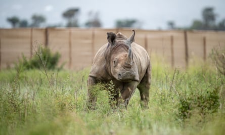A white rhino from Phinda private game reserve in South Africa is released in Akagera national park in Rwanda, November 2021.