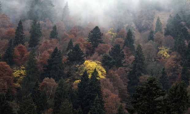 A view of a forest in mist