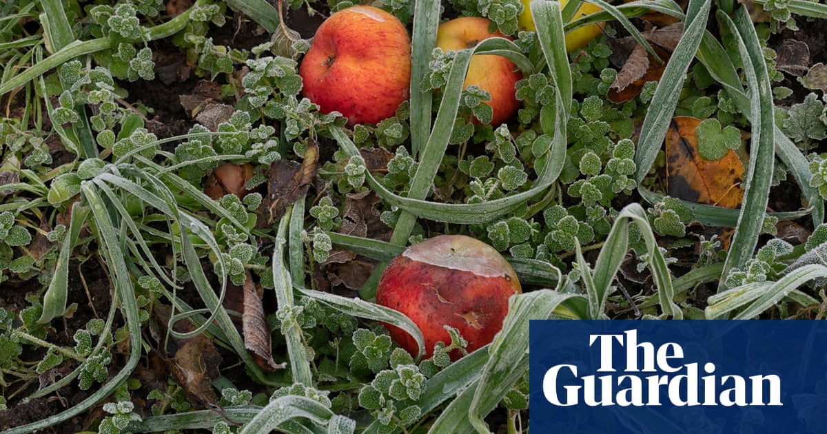 Crunch time: a tale of two apple trees in pictures