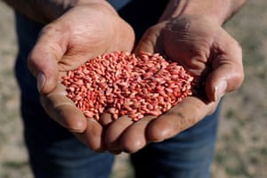 Barley seeds in Western Australia.