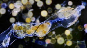 This planktonic arrow worm, Sagitta setosa, has eaten a blue plastic fibre about 3mm long.