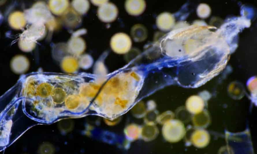 Este verme flecha planctônico, Sagitta setosa, comeu uma fibra de plástico azul com cerca de 3 mm de comprimento.