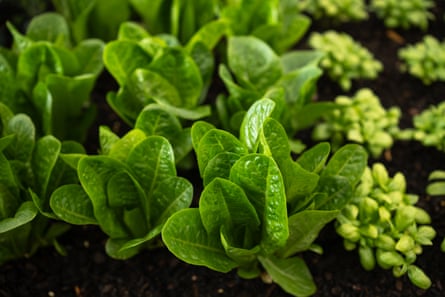 Lettuce grown by robots on the Plant life in Home program on the University of Melbourne.