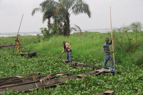 ‘The water is no longer our friend’: how dredging is pushing Lagos Lagoon towards ecosystem collapse – photo essay Three men stand in dugout canoes, using poles to push them through water clogged with plants.