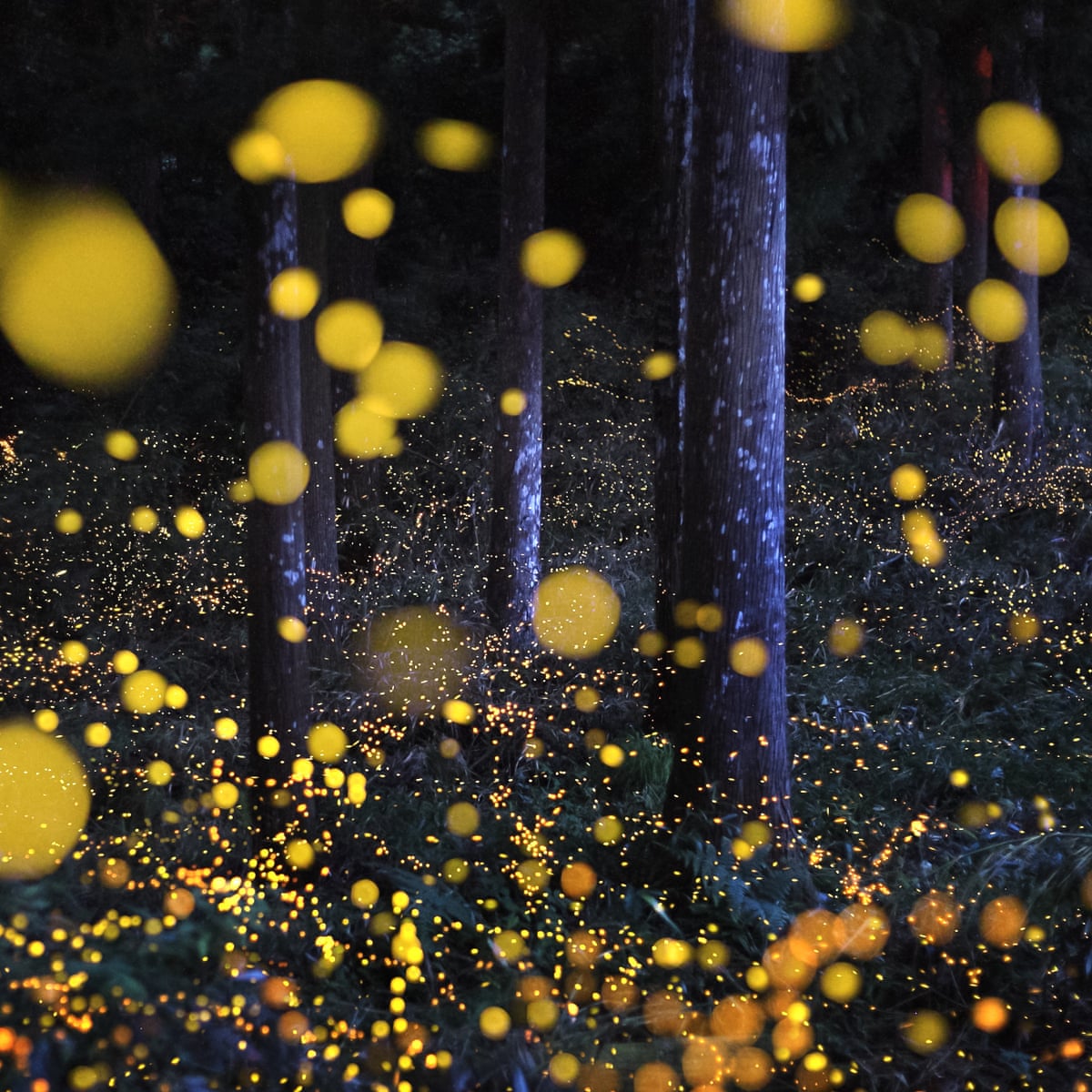 Download Why The Lights Are Going Out For Fireflies Conservation The For Free Wallpaper Why The Lights Are Going Out For Fireflies Conservation The For Android Free