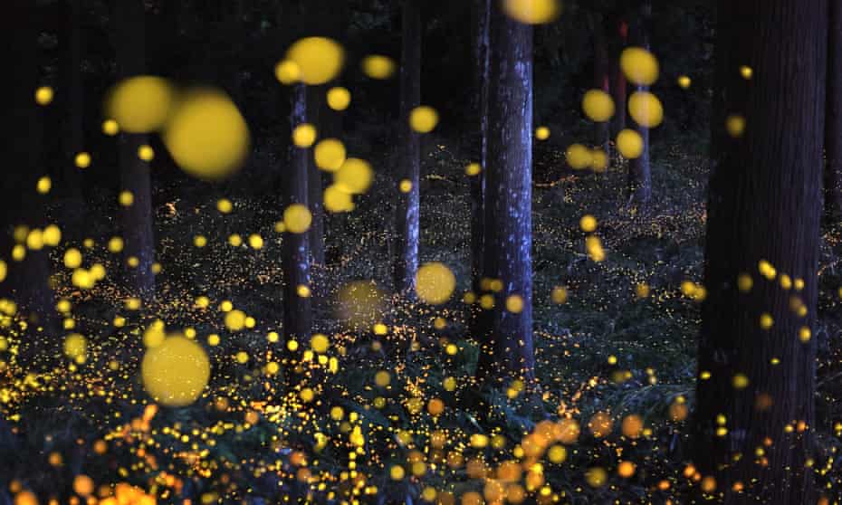 Fireflies in a cedar forest in Tamba, Hyogo Prefecture, Japan.