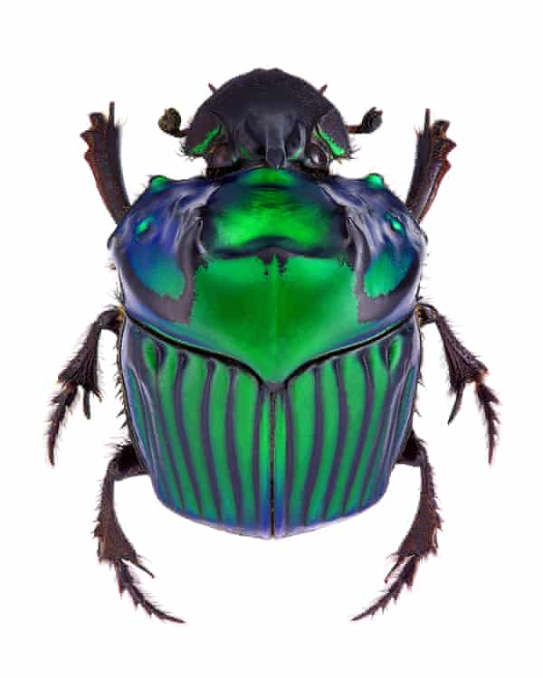An Oxysternon conspicillatum dung beetle from South America
