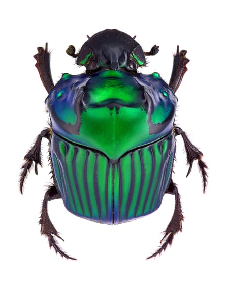 An Oxysternon conspicillatum dung beetle from South America