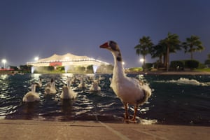 Geese on a lake outside the Al Bayt Stadium in Qatar