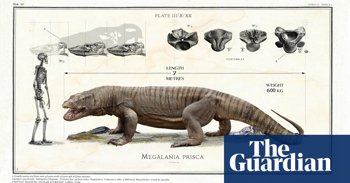 When size does matter – Big Beasts: Last of the Giants ...
Komodo Dragon Size Compared Human