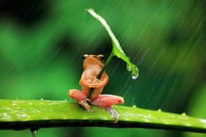 A tree frog clutches a leaf angled towards the rain for shelter as it sits on a plant in Jember, East Java. It held on to the stem for at least 30 minutes during the rainstorm.