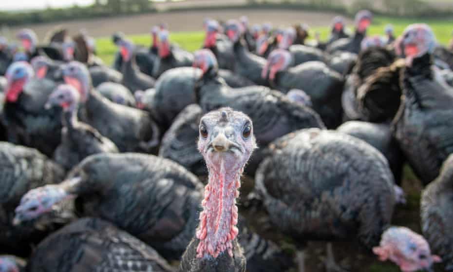 Early Bird Special Turkey For Christmas You May Already Be Too Late To Buy One Christmas The Guardian Early Bird Special Turkey For Christmas You May Already Be Too Late To Buy One Christmas The Guardian