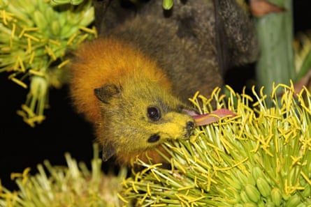 A grey-headed flying fox eating flower nectar, with its head covered in yellow pollen.