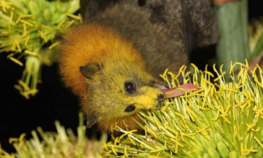 A grey-headed flying fox eating flower nectar