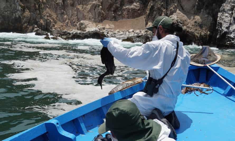 A man in a protective suit on a boat picks up a dead bird in the sea
