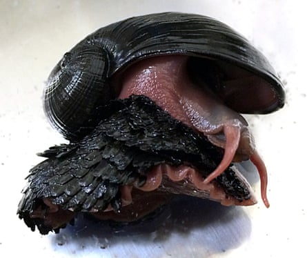 The scaly-foot snail, or sea pangolin, was one of the first hydrothermal vent species to be identified as at risk.
